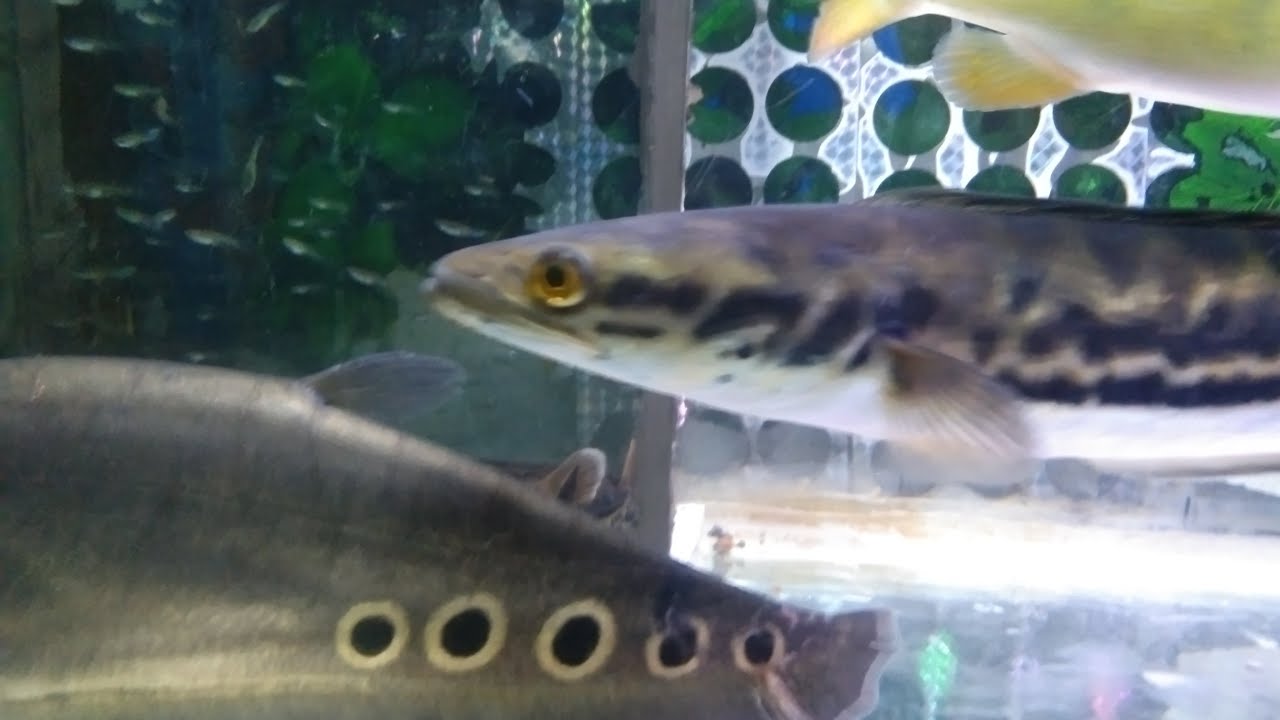 IKAN PREDATOR #55