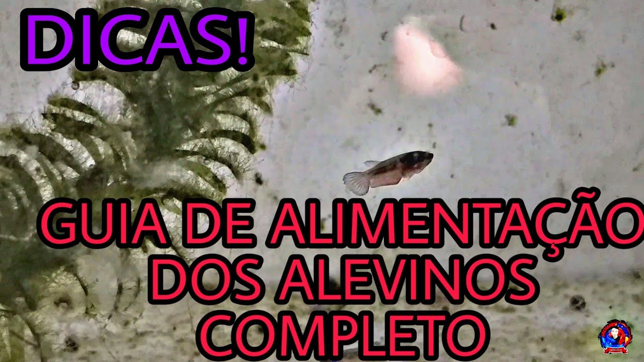 ALIMENTAÇÃO DOS ALEVINOS DE BETTA