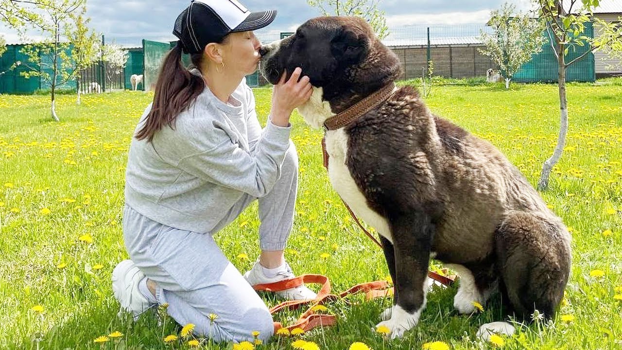 This Rescue Dog Faced the Hardest Days and Still Chose to Keep Fighting