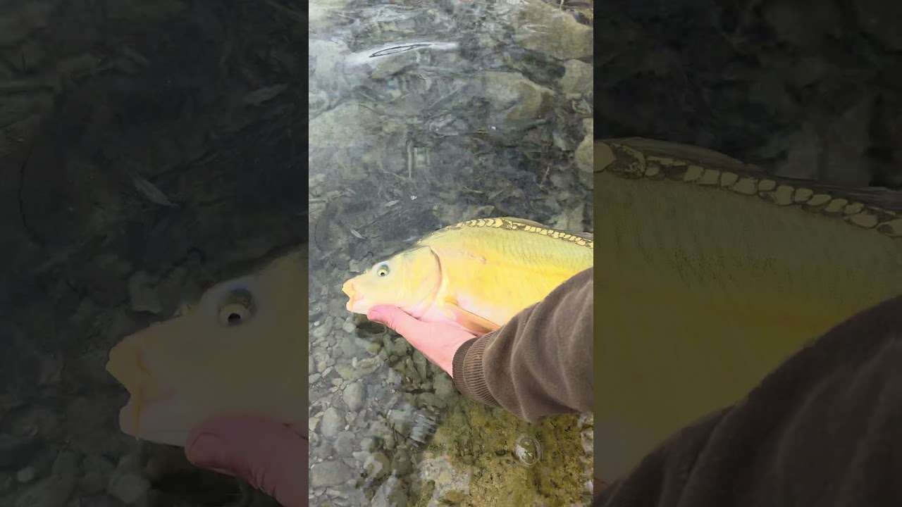 catch and release 🥰🐳🐬🐋 #flombycr #pescuitlacrap #carp #longcasting #pescuit #daiwa #fishing #pesca