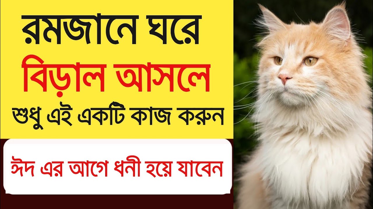 রমজানে বারবার বিড়াল ঘরে আসল কি হয় শুধু এই একটা আমল করুন | ঈদ আসার আগে ধনী হয়ে যাবেন | AM