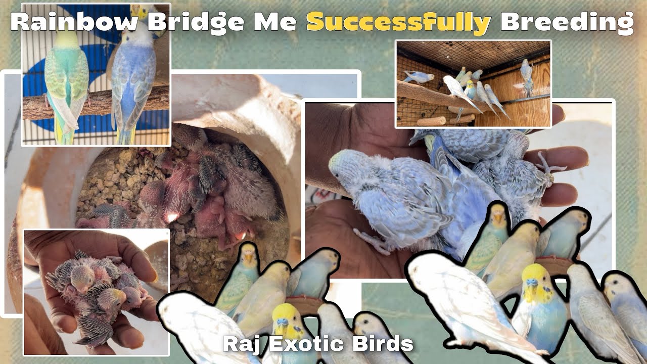 Rainbow Bridge Me Successfully Breeding | Rainbow Bridge Birds | Raj Exotic Birds - #rajexoticbird 