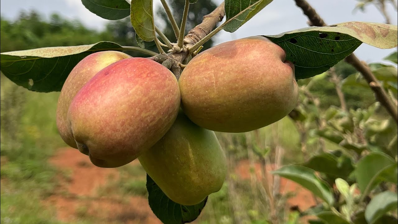 An Update Of How The Apples Are Doing In Uganda. Part 1