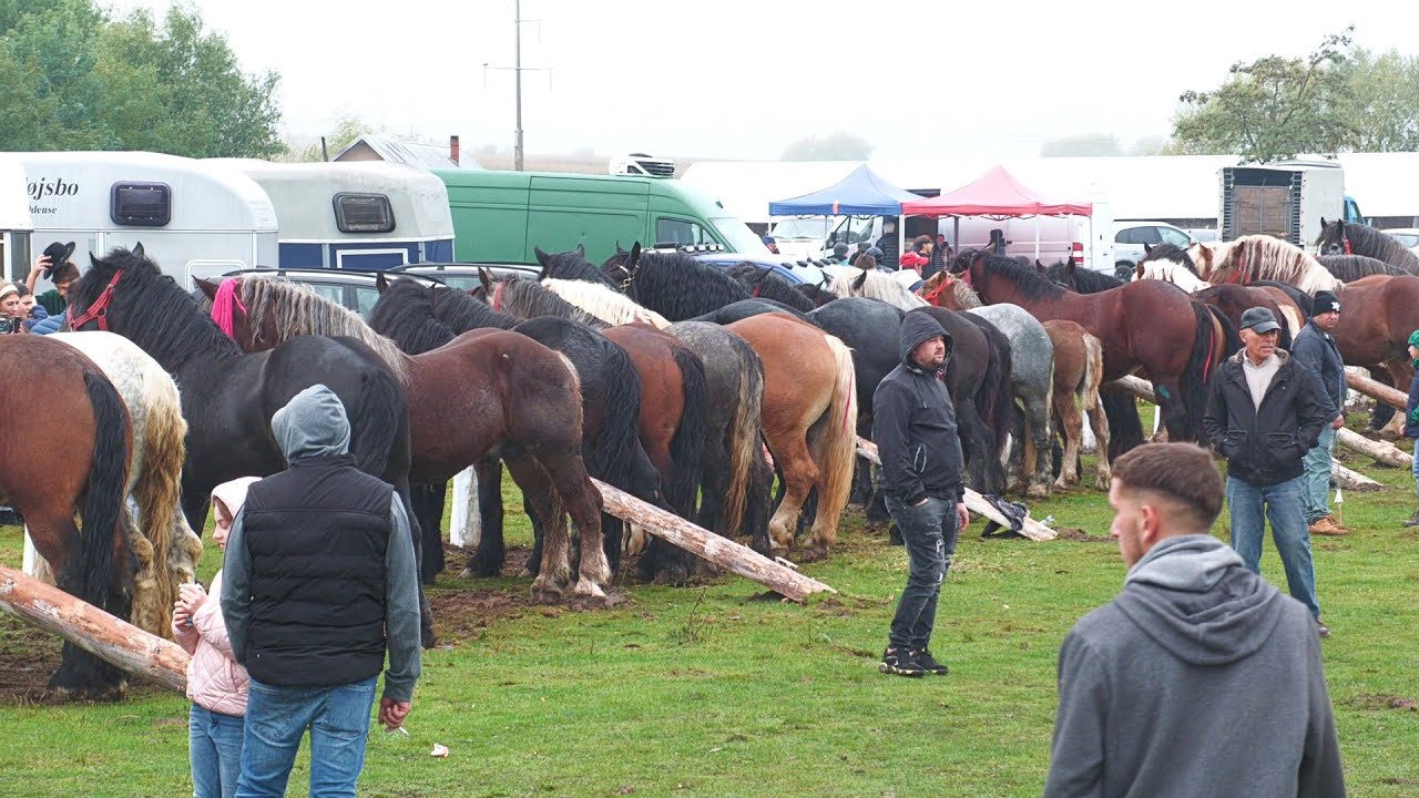 Târg expozițional de cai - Volovăț - Bucovina 12 Octombrie 2025 ep.2