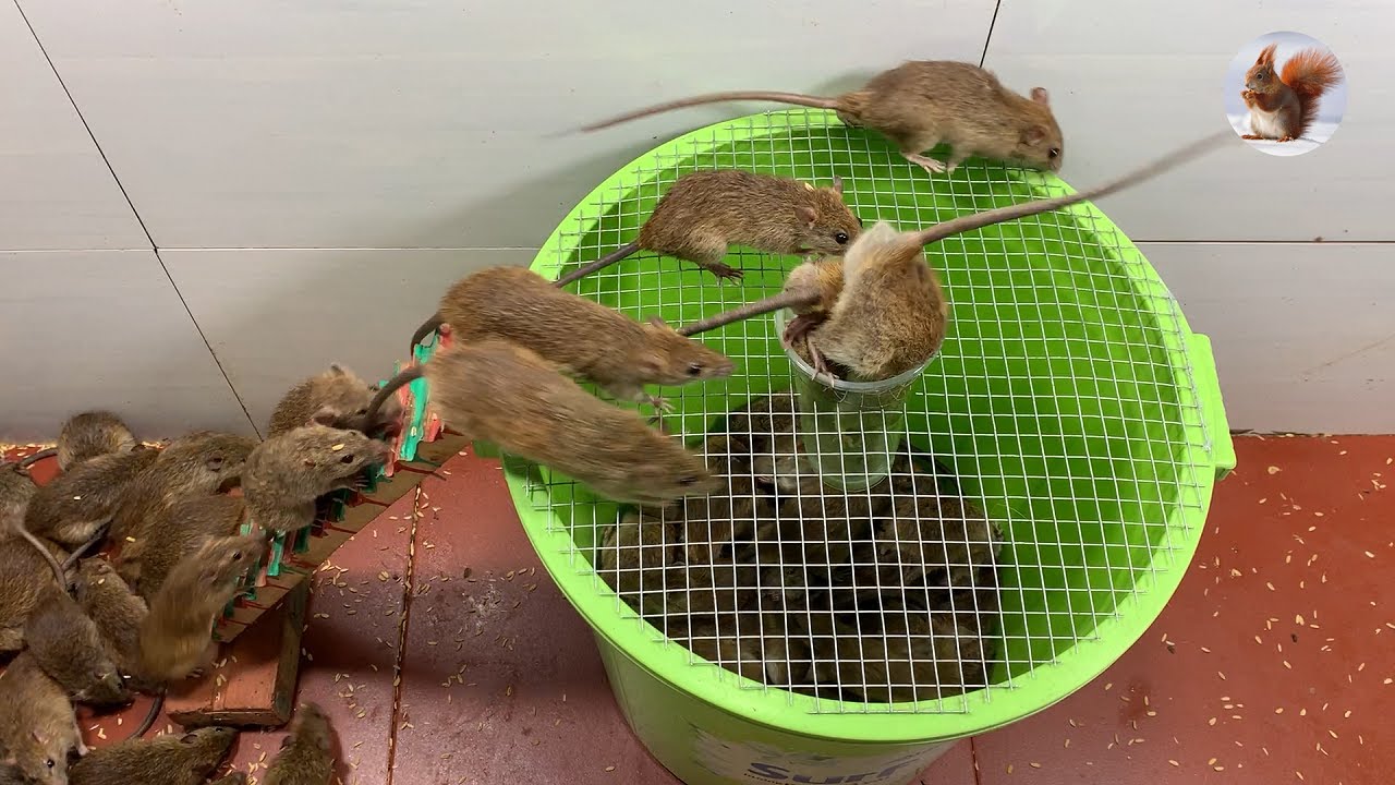 mouse trap \ electric mousetrap \ water mouse trap \ Make a mouse trap with a plastic box
