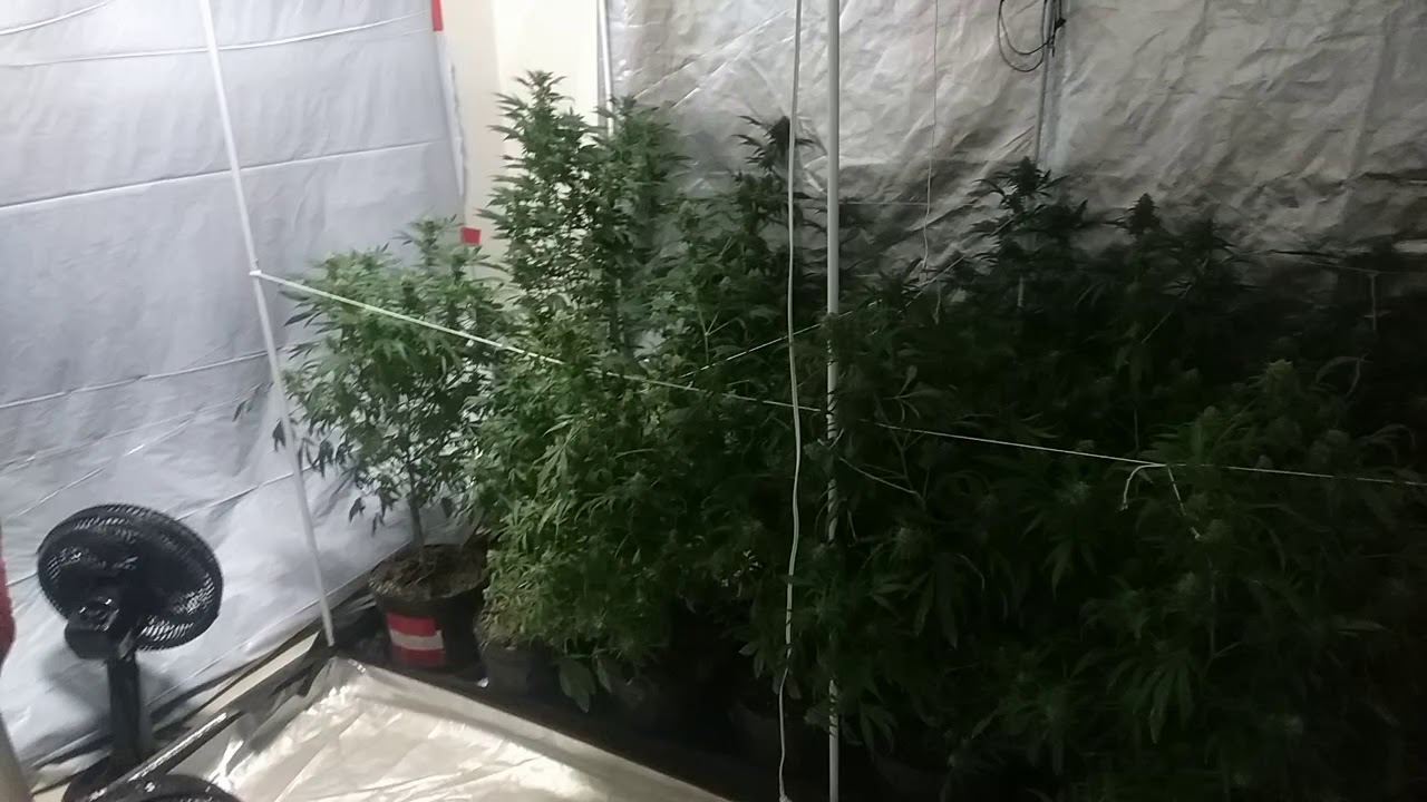 TV WEB Pontaporainforma: Foi encontrado uma estufa com plantio de maconha