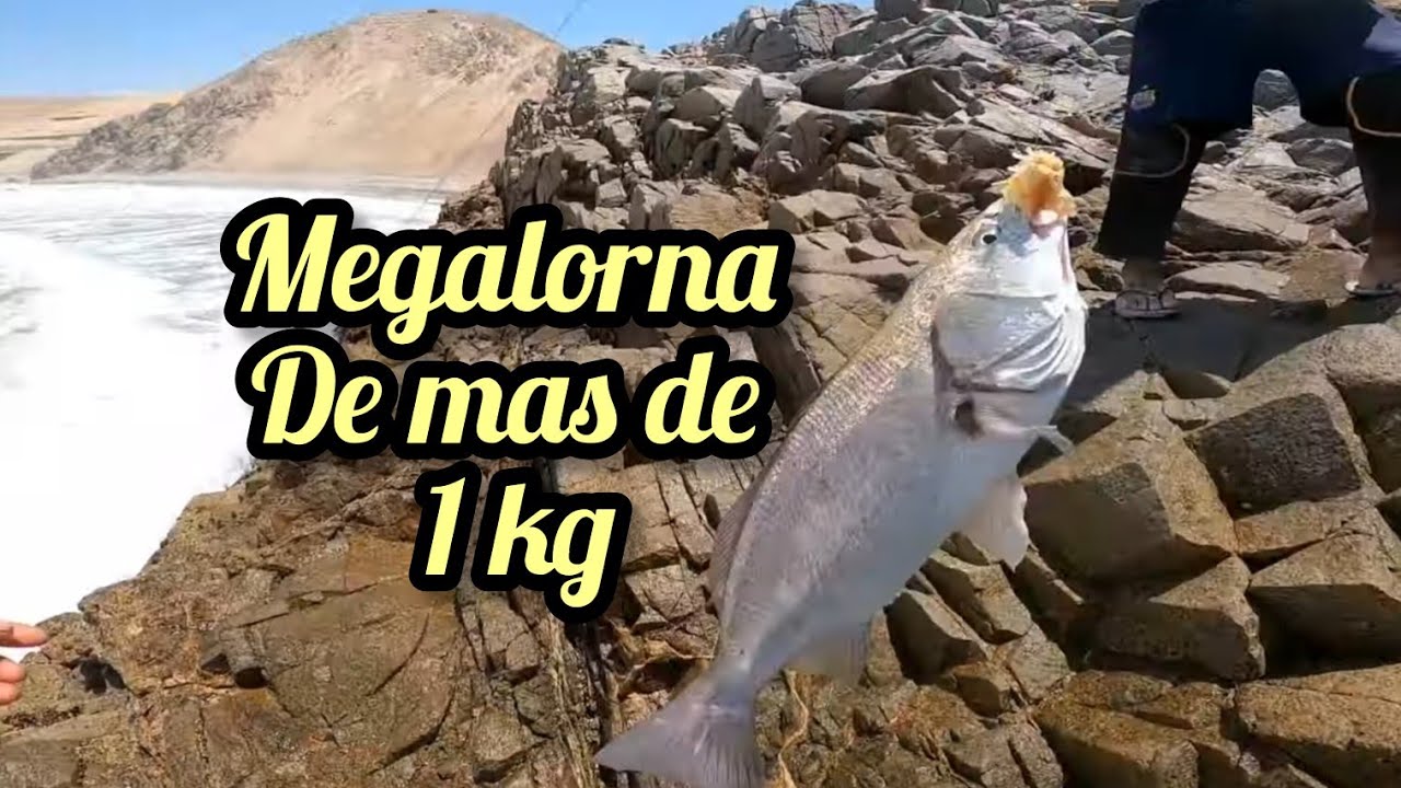 la carnada mas efectiva para chitas..