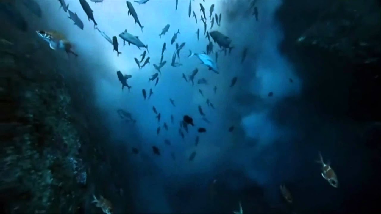 Reyem - Sea Life