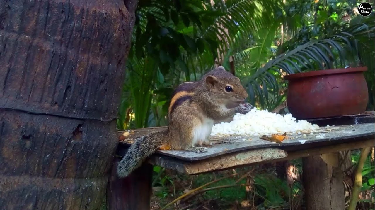 Cute Squirrel Eating Rice | Wildlife Show in Tropical Forest