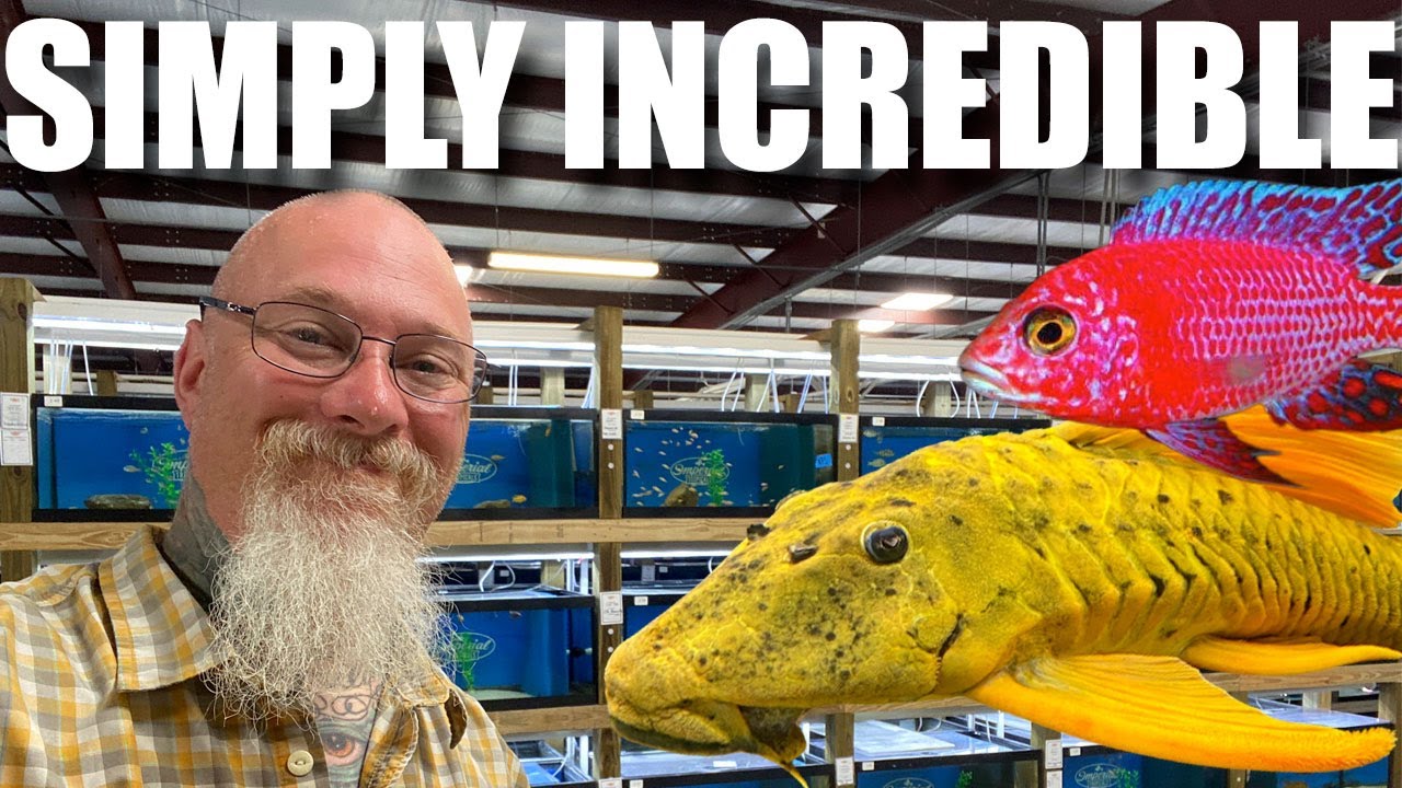 The Incredible Imperial Tropicals Fish Farm a multi generation family fish farm