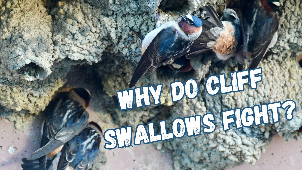 Cliff swallows | Scrappy, feisty, oversized attitude...in a tiny body!