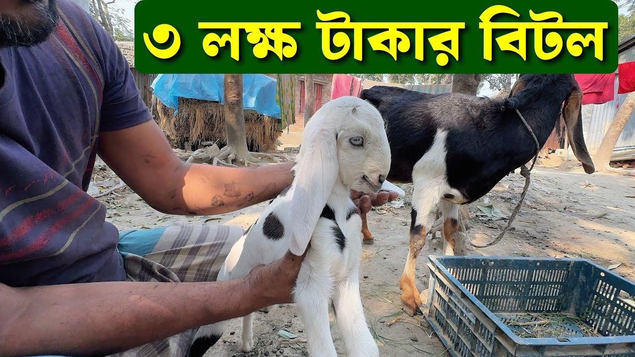 ৩ লক্ষ টাকার বিটল ছাগল কীভাবে বের হচ্ছে গৃহস্থবাড়ি থেকে দেখুন