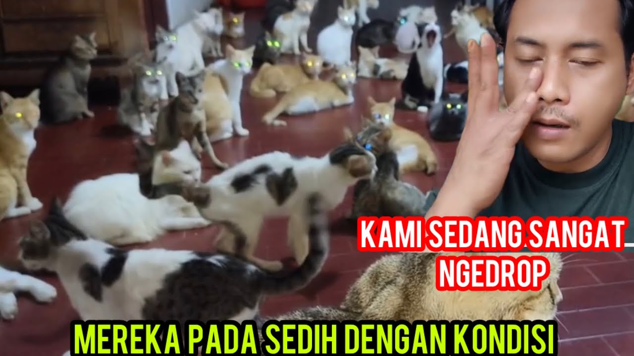 Kami Sedang Kesulitan Semoga Terus Bisa Menolong Kucing -Kucing Yang Sakit Di Jalanan..‼️