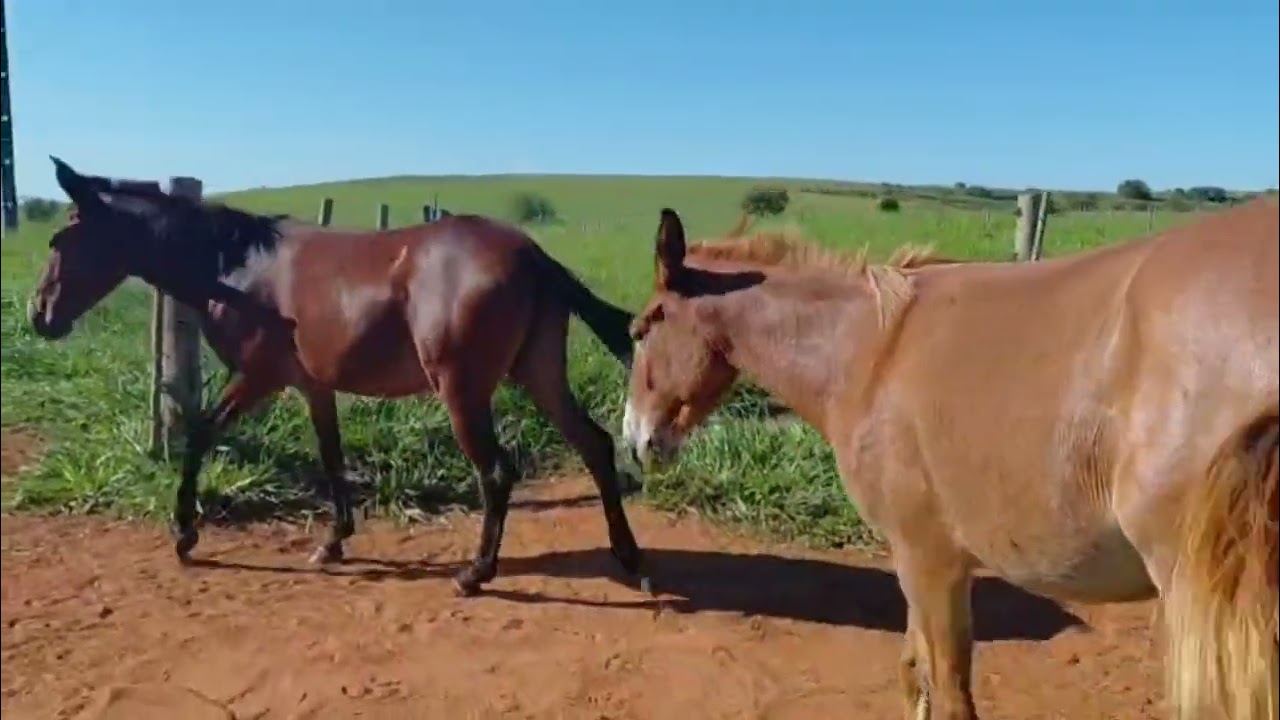 Aventurando com Neguinho e spaik a procura das novilhas 
