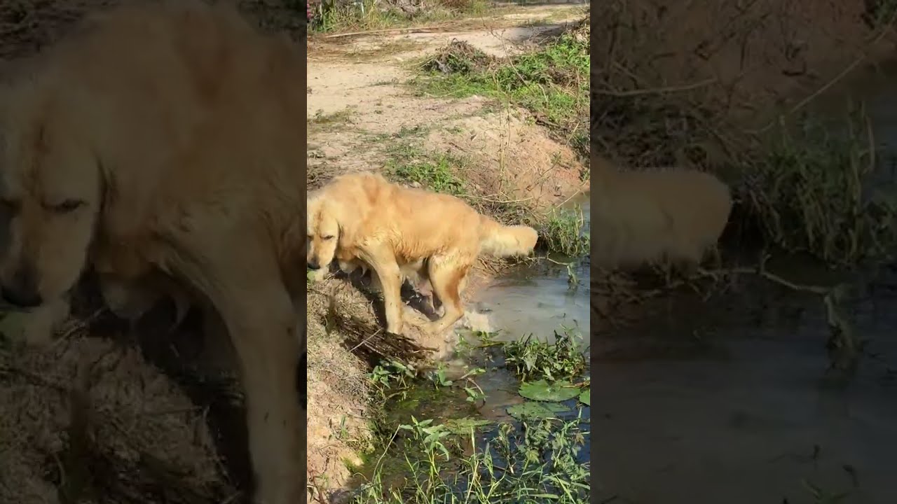 Alex & I: Animal Lovers  is live! A Gentle Morning in Thailand 🐶🌿 Live Nature & Relaxation