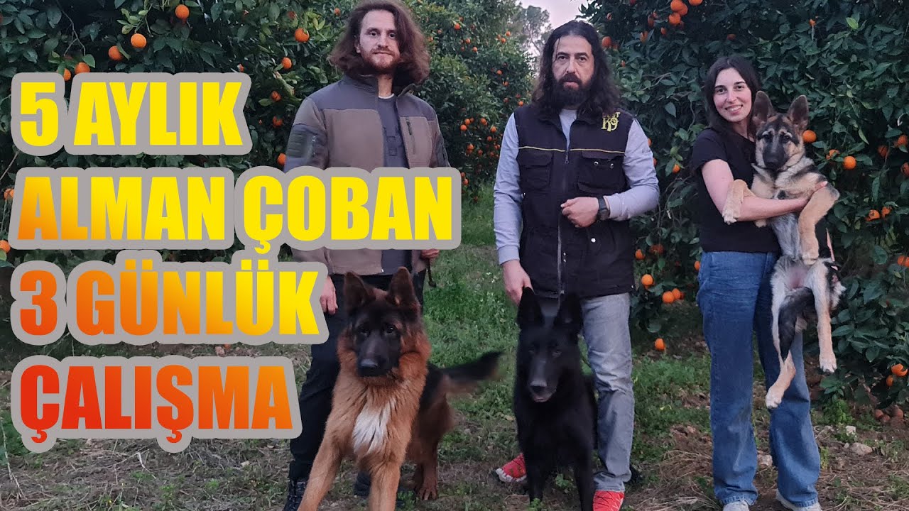 3 GÜNDE KÖPEĞİN SOSYALLEŞMESİ TAMAM - SAHİPLE BİRLİKTE KÖPEK EĞİTİMİ