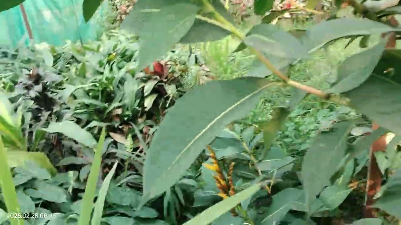 প্রকৃতি বনাম মানুষ: এক অদ্ভুত জীবনযুদ্ধের গল্প | Nature vs Human Reality