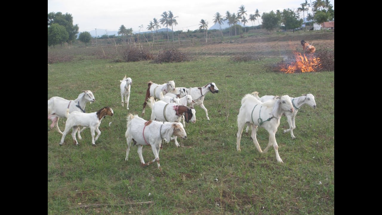 Jamunapari goat farmer experiance