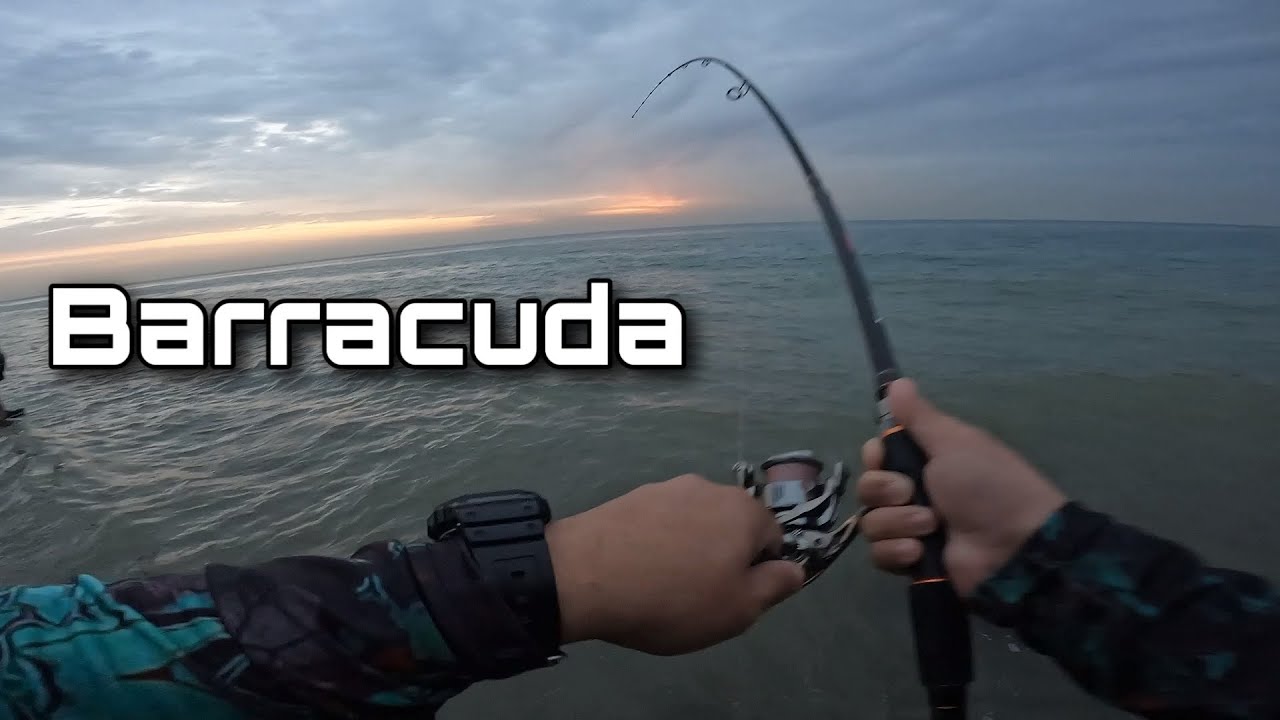 CATCHING BARRACUDA IN KUWAIT 🇰🇼 |