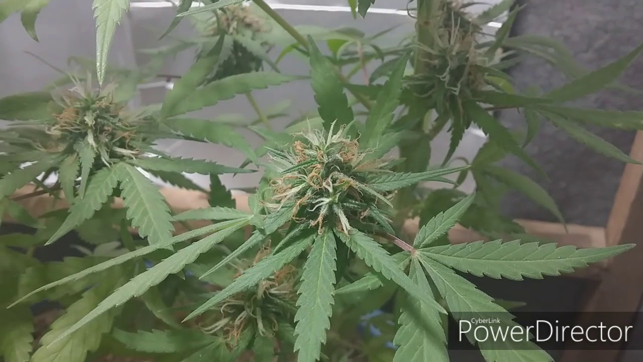 Prenseeds com 40 dias de flora #GrowBiarra