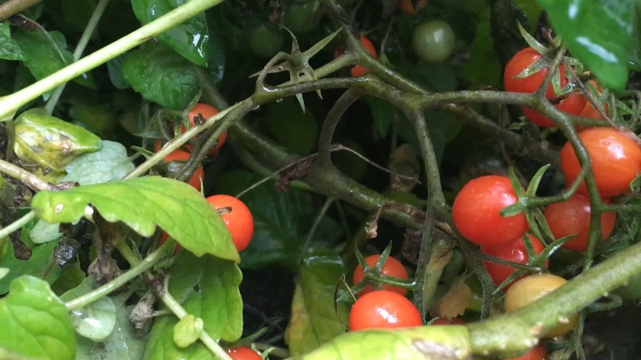 Urpflanzen im Test | Urban Gardening 2016