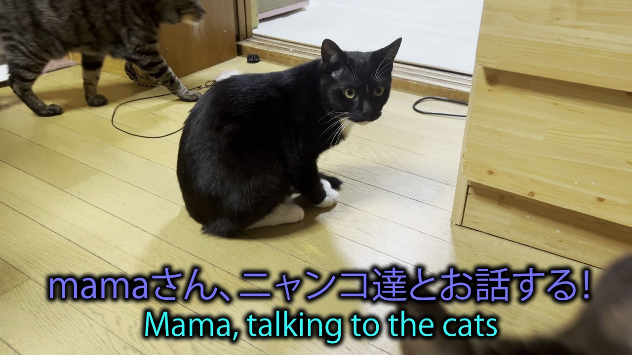 mamaさん、ニャンコ達とお話する！Mama, talking to the cats