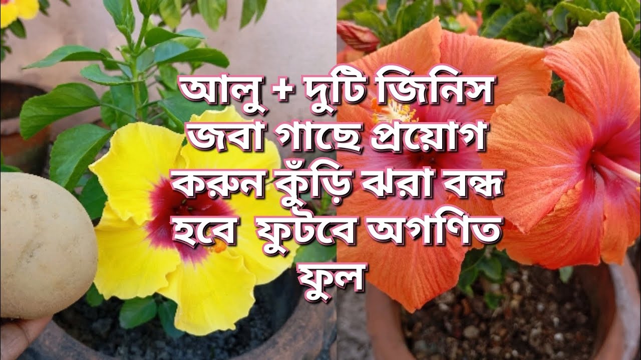 আলু + দুটি জিনিস জবা গাছে প্রয়োগ করুন কুঁড়ি ঝরা বন্ধ হবে  ফুটবে অগণিত ফুল / Hibiscus Plant Care 
