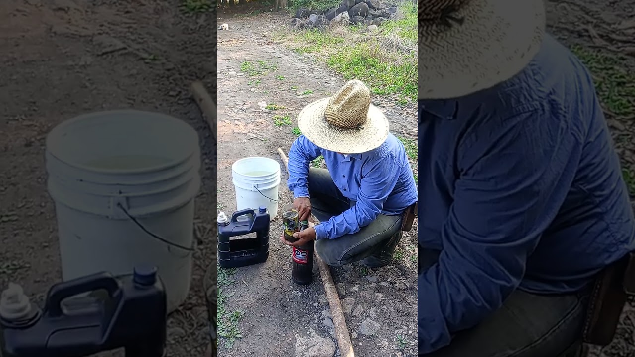 Primera vez que hago trampa para gusano cojollero 