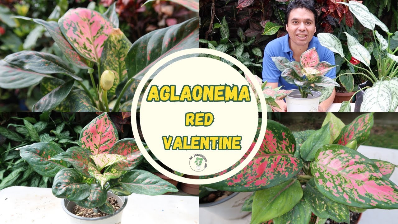 Planta Aglaonema Red Valentine // Cuidados y recomendaciones