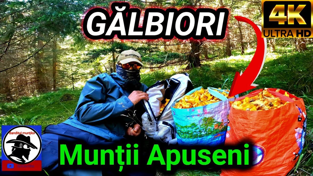 La cules de Gălbiori, prin Munții Apuseni!!!