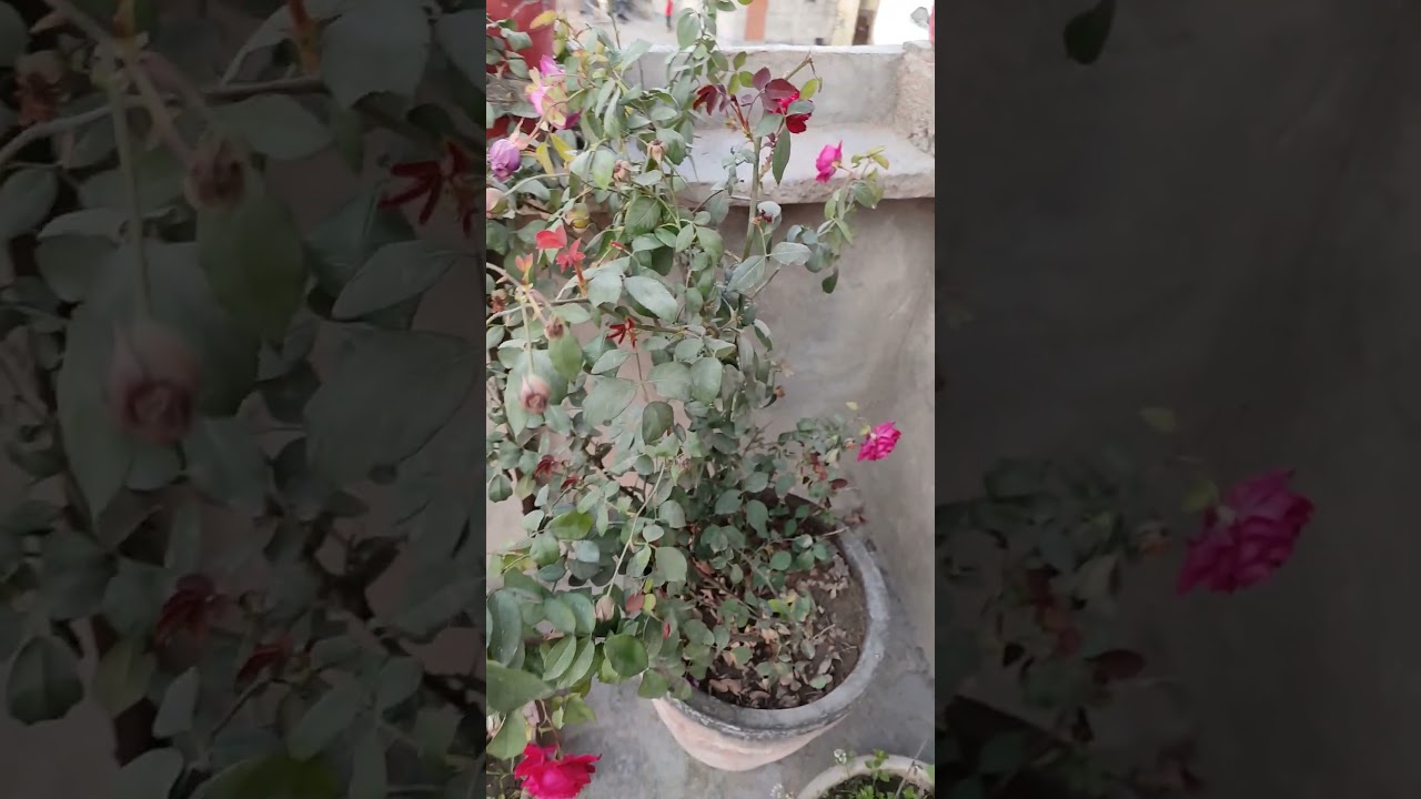 rose plant care and tips #navishgarden #hindi #gardening #plants #terrace_gardening_for_beginners