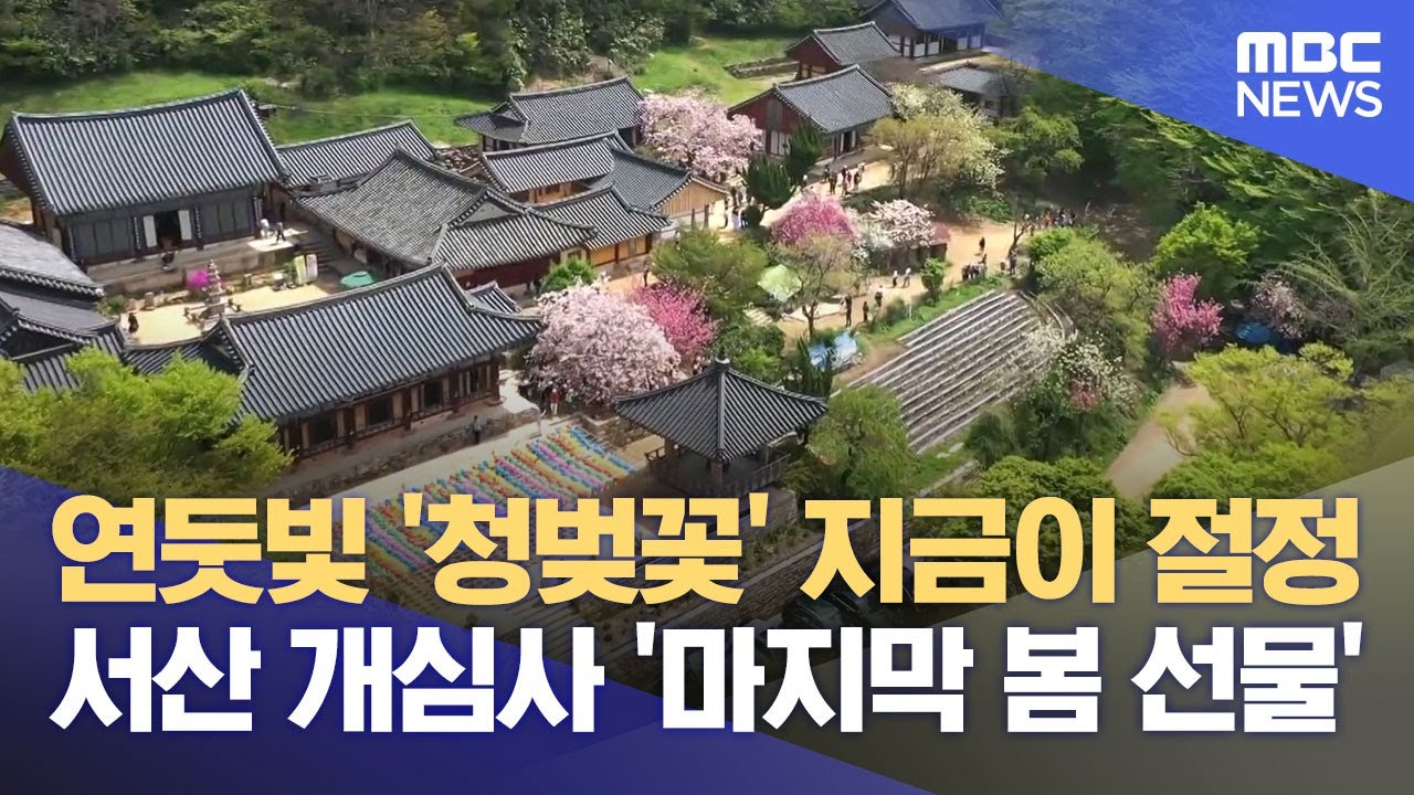 서산 개심사 '청벚꽃' 활짝‥ 