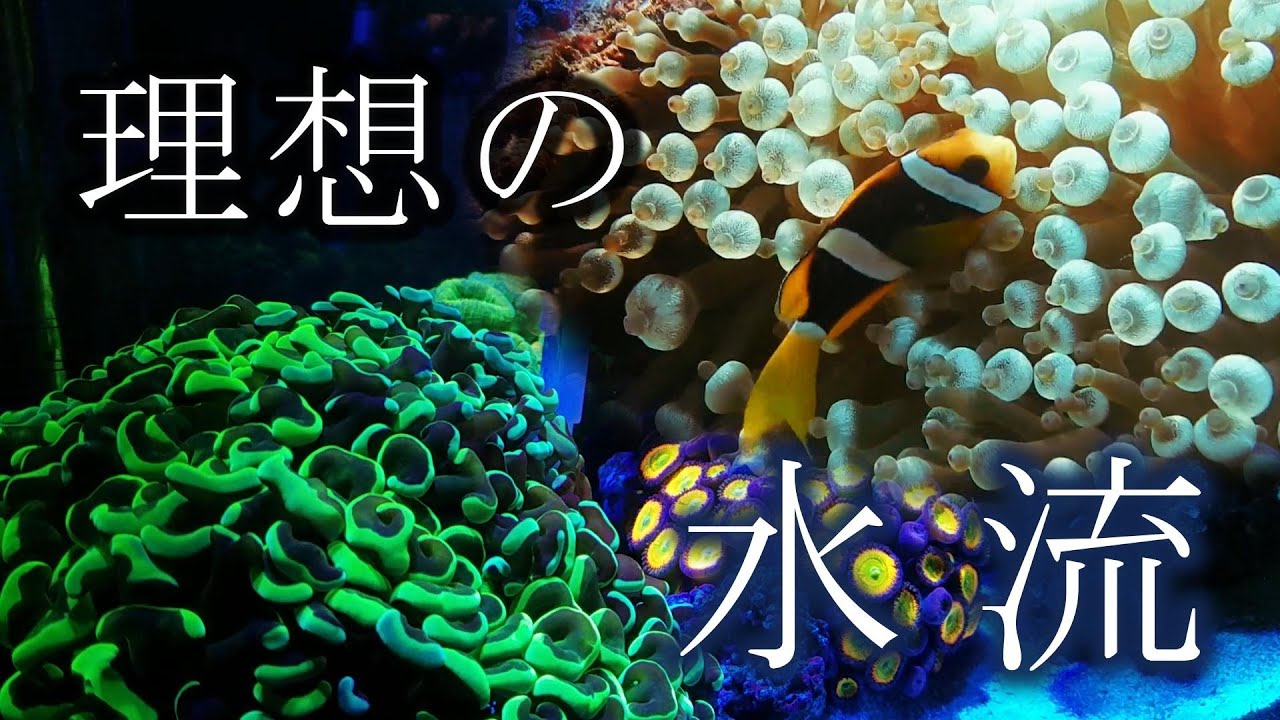 【アクアリウム】理想の波の作り方