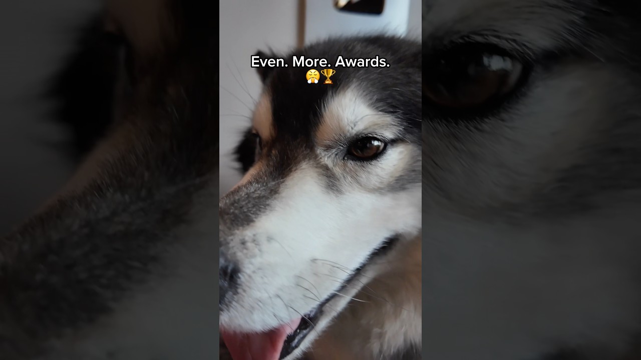 If you don&rsquo;t drop what you&rsquo;re doing and vote for Leia RIGHT! NOW! She will find you. 🐺😤🗳️ #husky