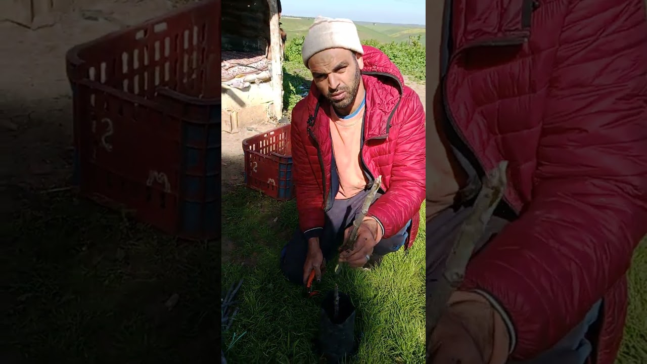 كيفية زراعة التين و انواعه في جميع التربة بمنطقة بنسليمان 