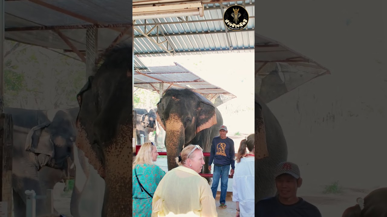 Thank you to all guests from Funsunfor visiting and joining activities at Kinnaree Elephant Camp.
