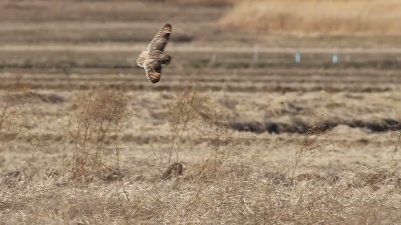コミミズクの飛翔