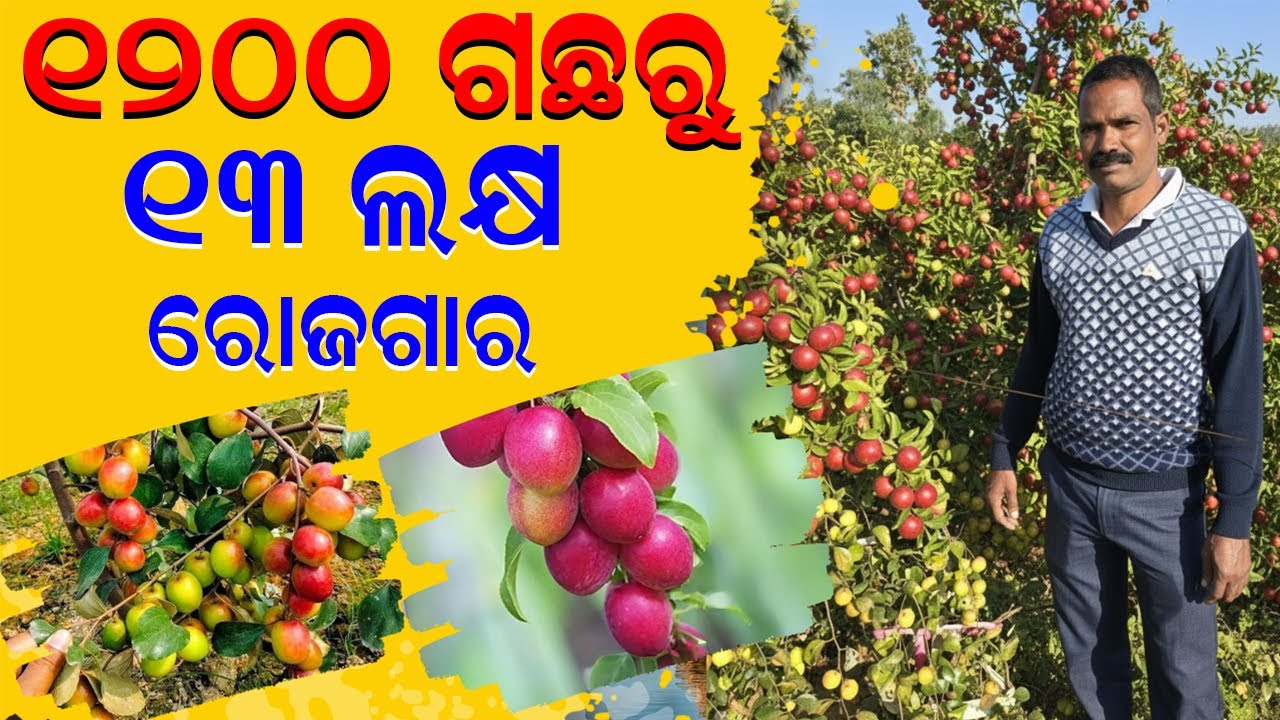 ୧୩ ଲକ୍ଷ ରୋଜଗାର ମାତ୍ର ୧୨୦୦ ଗଛରୁ || Thai Apple Ber Farming: From 1200 Plants to ₹13 Lakh Profit !