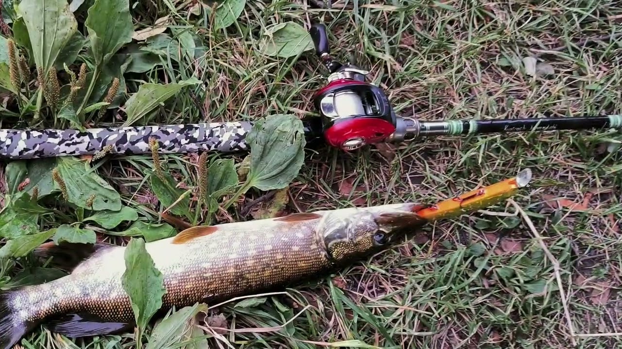 Haibo Steed 151 VS Soloking GKA200 Pro