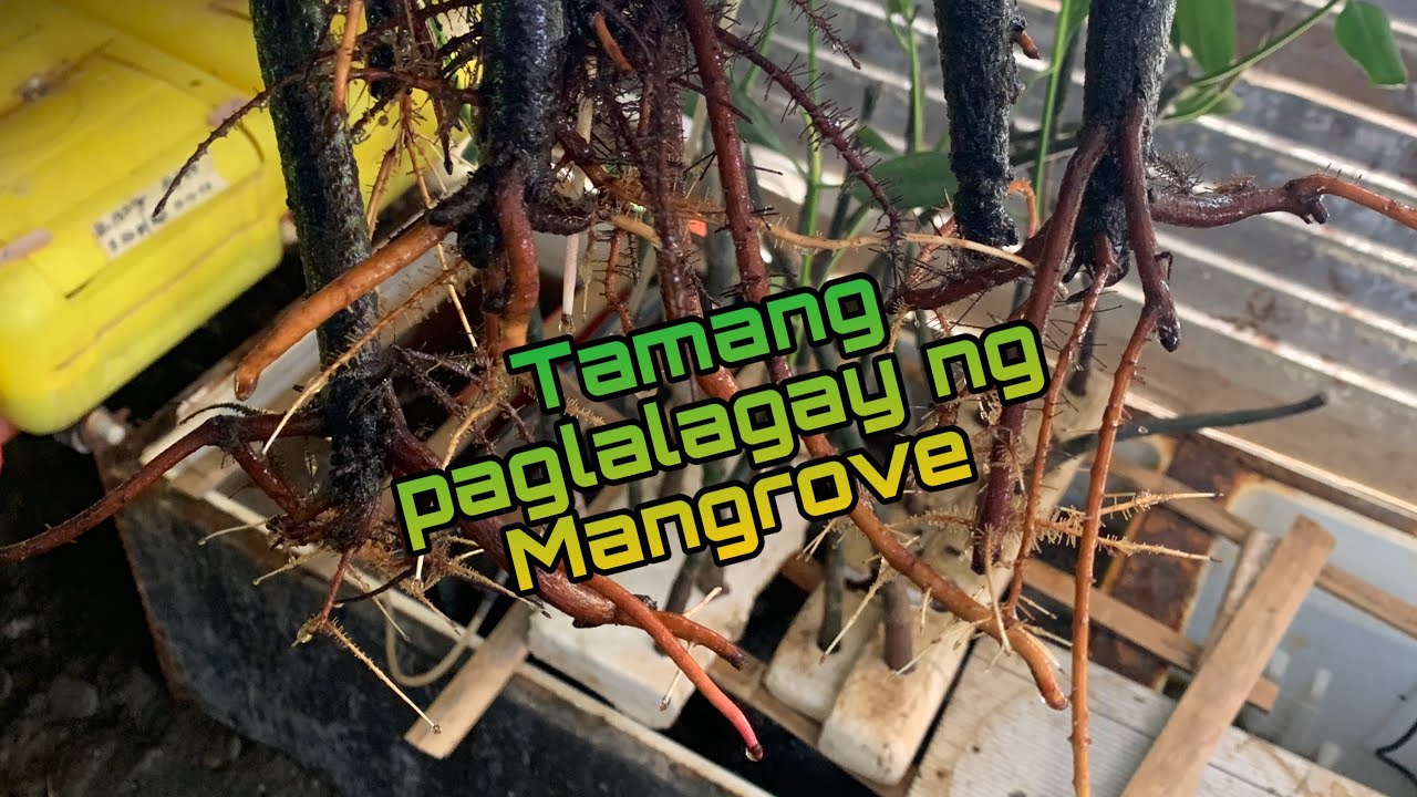 Tamang Set Up ng Mangrove sa Vertical Pond Para Epektibo | Farming Daily Vlog
