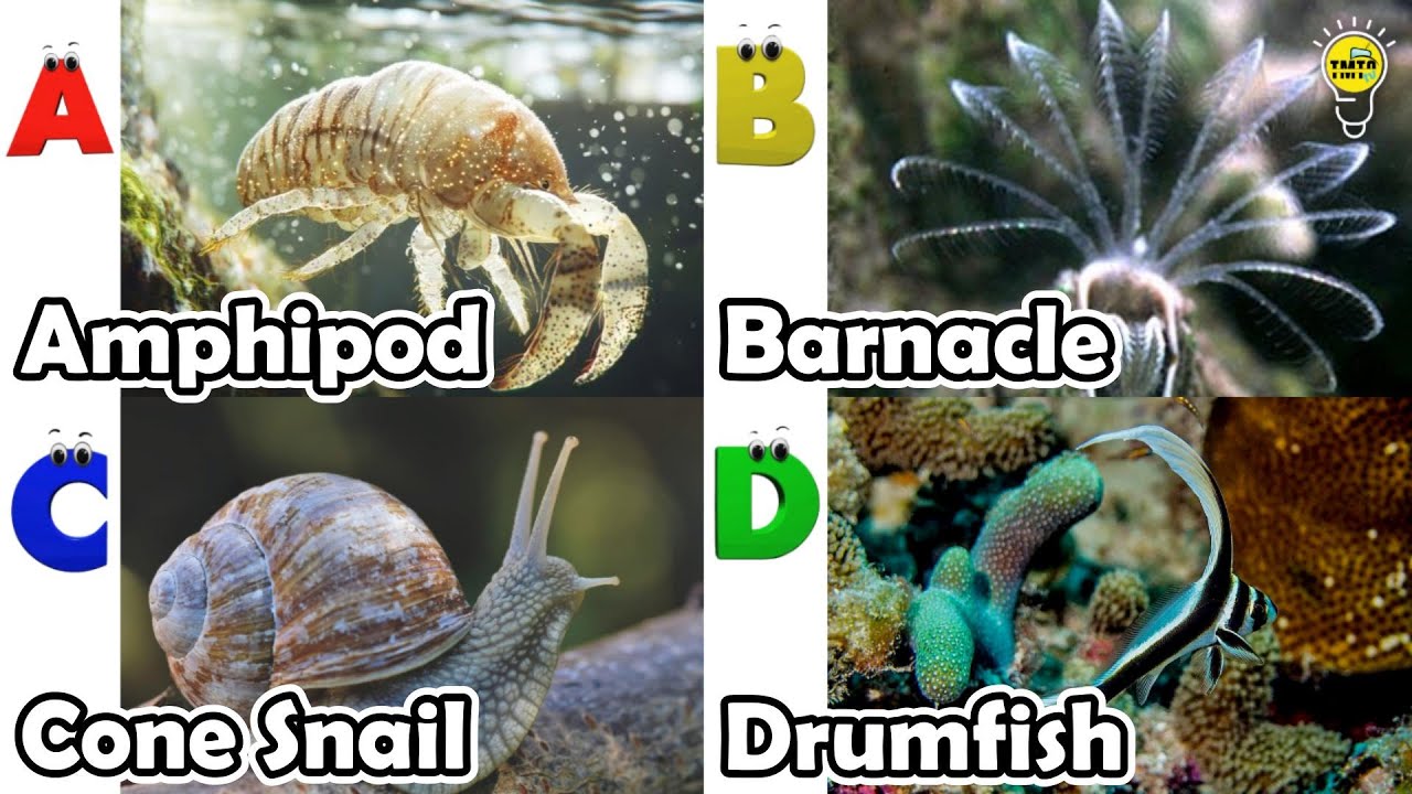 Amazing sea animals | ABC Sea Animals song | English and Animals for Kids #amphipod