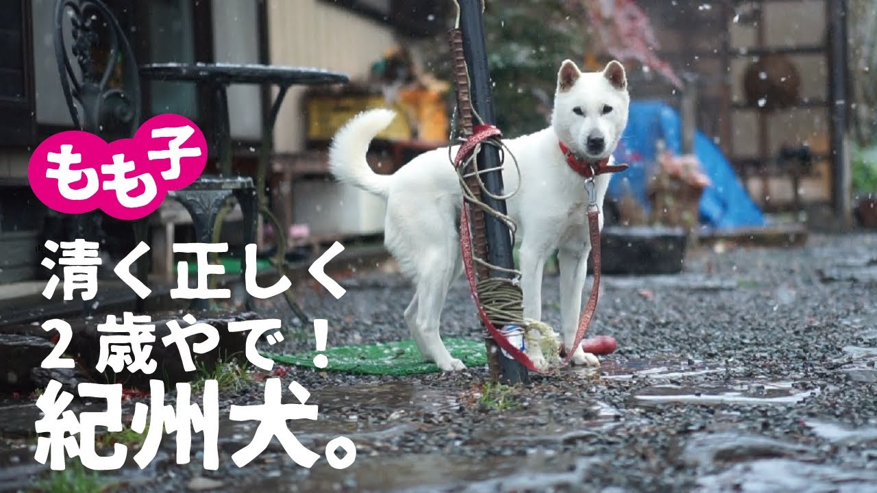 【紀州犬】3度目の冬。もう2歳の可愛い紀州犬もも子の今年。