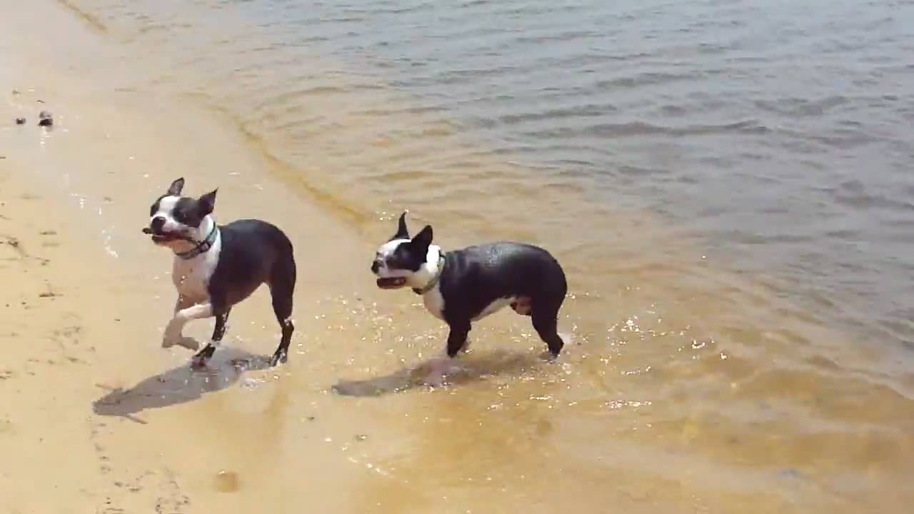 Boston Terriers on the Beach!
