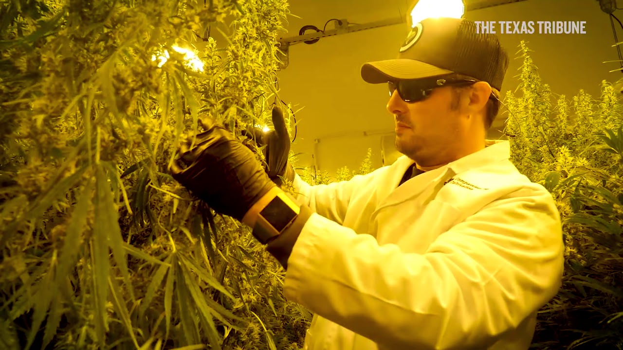 Texas medical cannabis cultivator and dispensary has first harvest