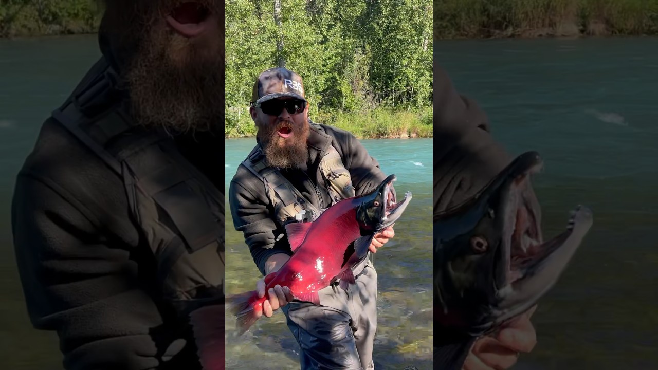 &ldquo;Fire Engine Red&rdquo; Salmon in Alaska #alaska #fishing #salmon #kenairiver #russianriver
