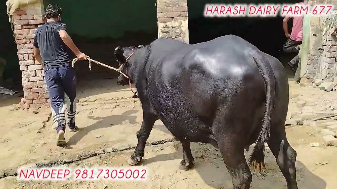 दुसरी बार बियाने वाली शानदार जोटी आम किसान के घर पर 3/10/25