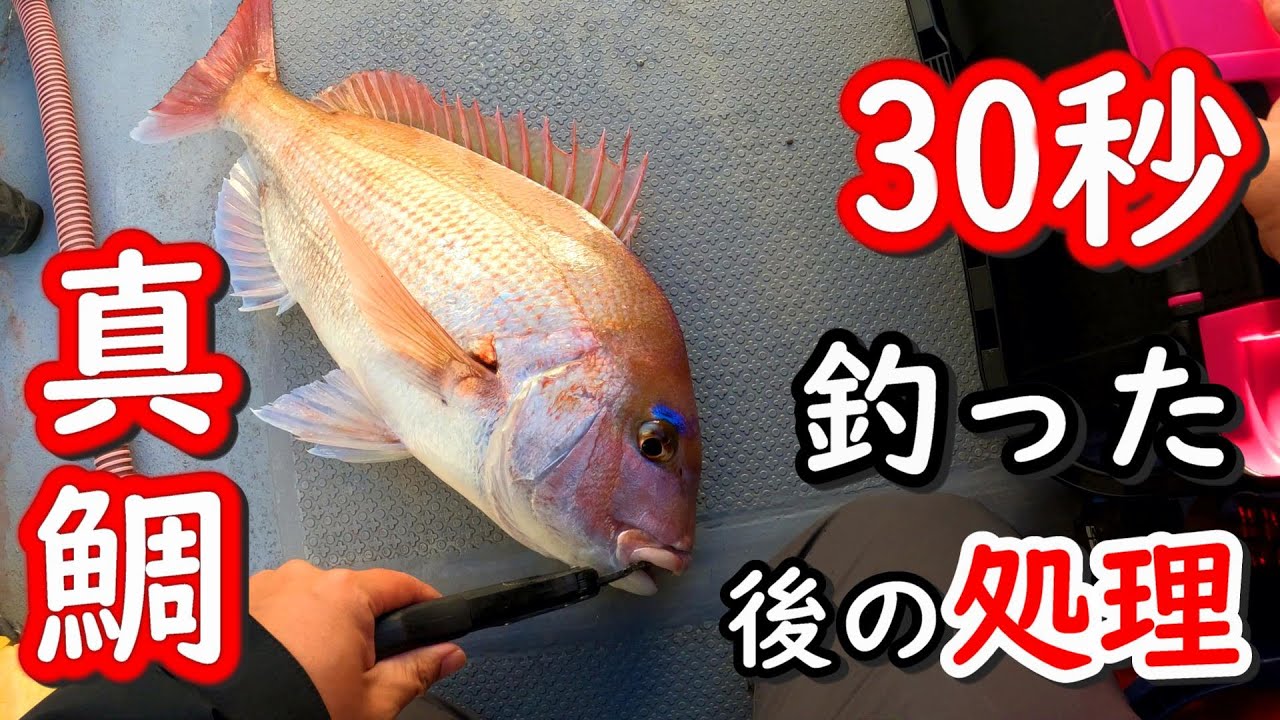 釣れた「真鯛」を2倍美味しく長持ちさせる方法！30秒でマダイ、黒鯛、チヌの処理　〆めと血抜き方法