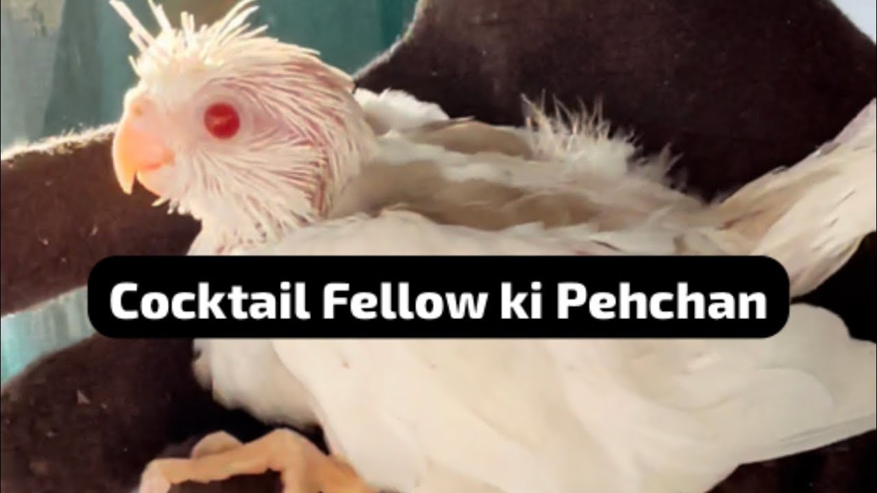 Fellow cocktail ki pehchan or rates 😍😇✌️ #birdscare #cocktail #youtube