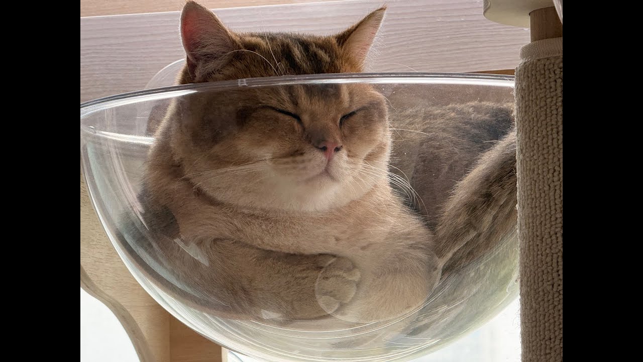 제팀의 선수중 한명을 빼고 랭에서 2연승 해보겠습니다