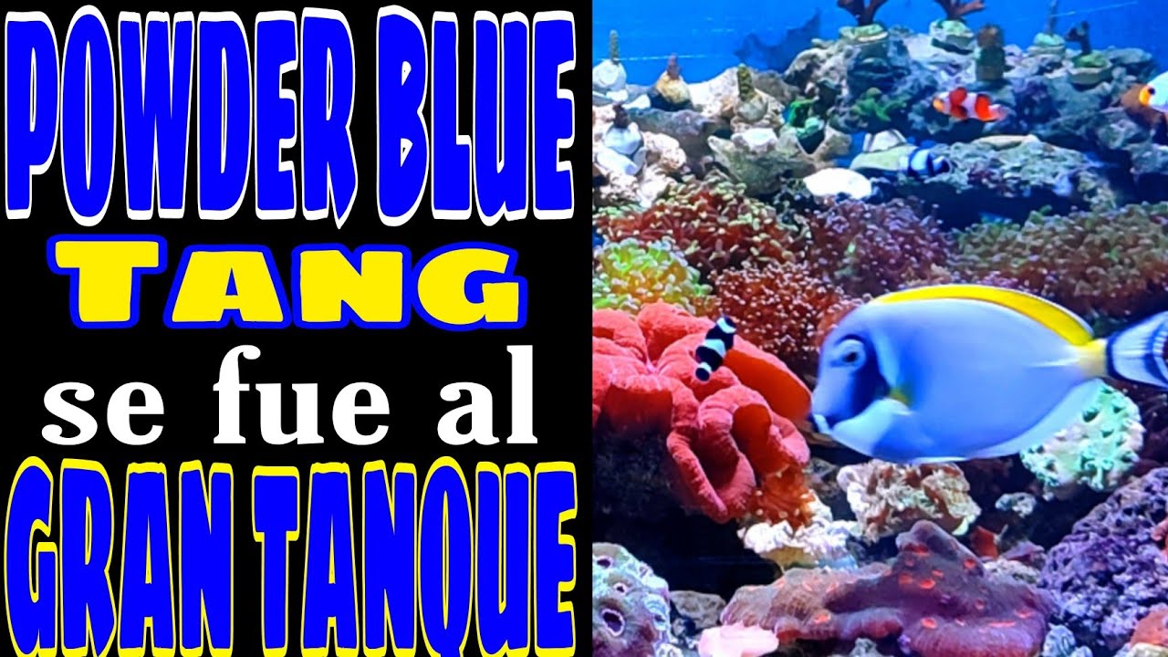 ADIOS A MI POWDER BLUE TANG MARINE FISH